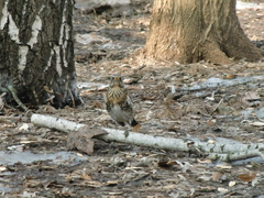 Turdus pilaris