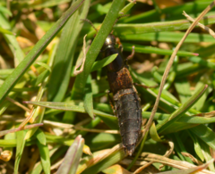 Ocypus aeneocephalus