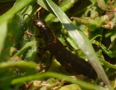 Ocypus aeneocephalus