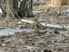 Turdus pilaris
