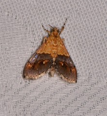 Tetracona amathealis