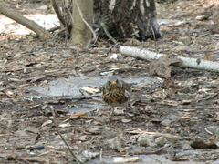 Turdus pilaris