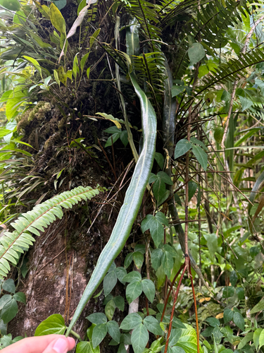 Drooping Tonguefern (Elaphoglossum herminieri)