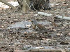 Turdus pilaris