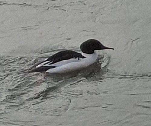 Gänsesäger observed by robert-dk91