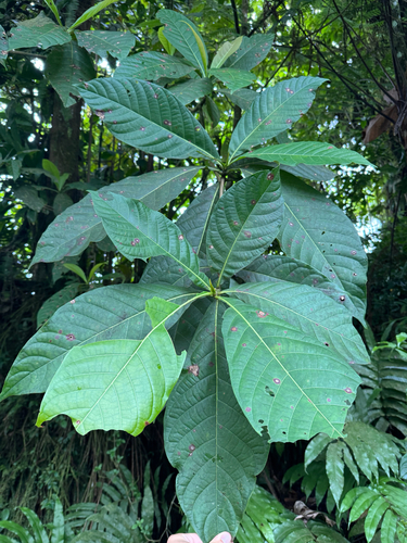 waterwood (Chimarrhis cymosa)