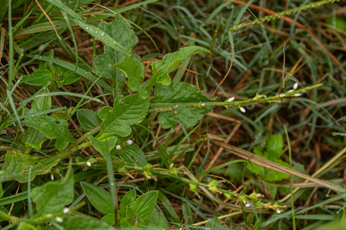 Oxygonum sinuatum