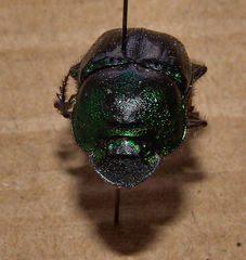 Phanaeus borealis