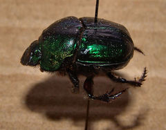 Phanaeus borealis