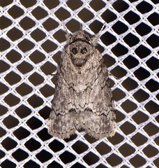 Nycteola polycyma