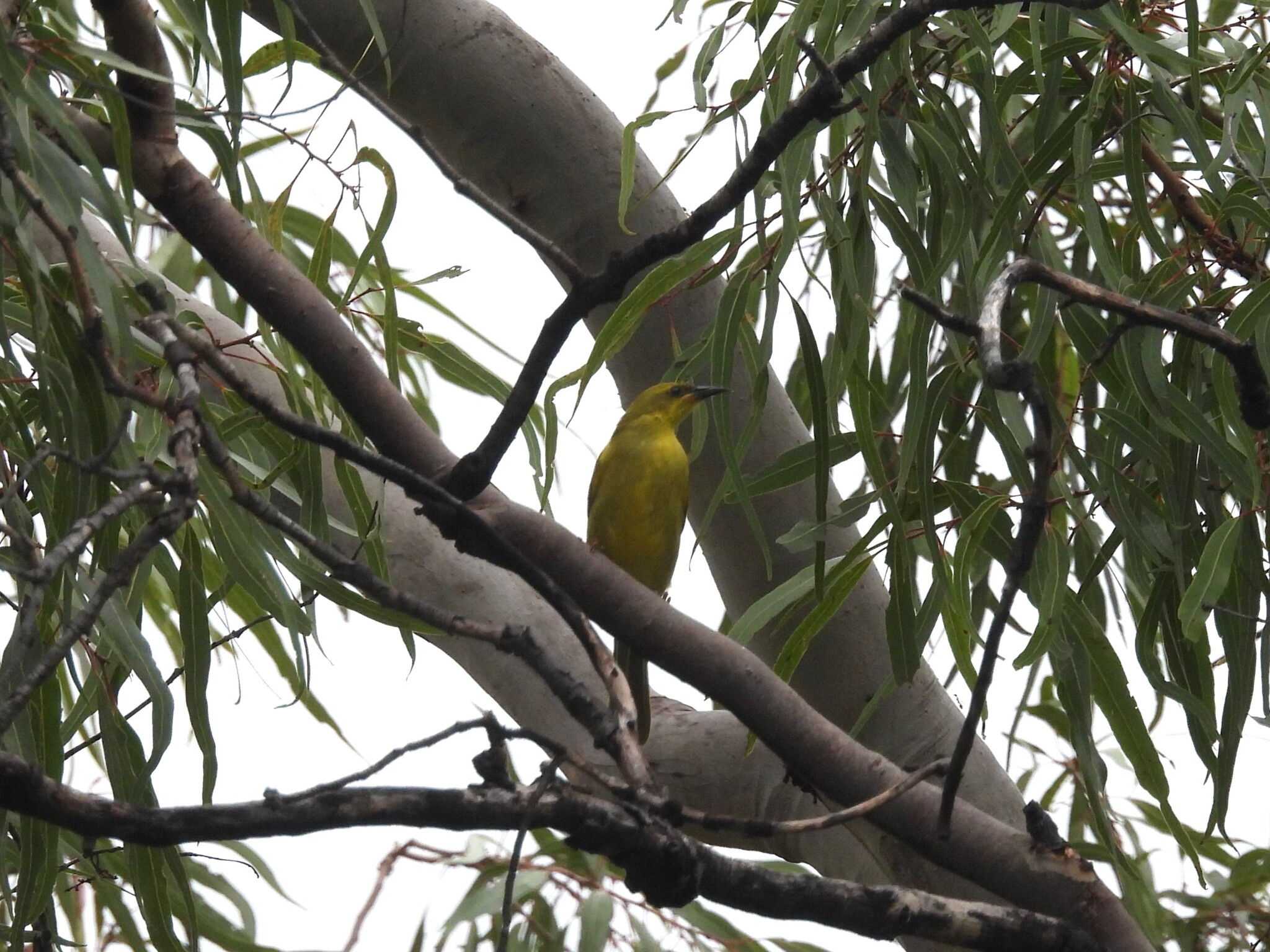 Yellow Honeyeater (Stomiopera flava), photo 3