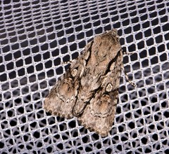 Turnerinycta phaeocosma