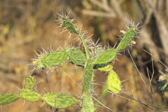 Opuntia caracassana