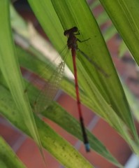 Oxyagrion terminale