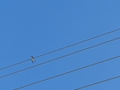 Tachycineta cyaneoviridis