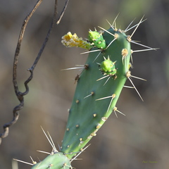 Opuntia caracassana