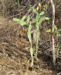 Opuntia caracassana