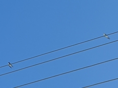 Tachycineta cyaneoviridis