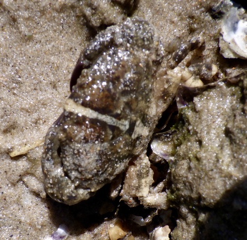 Leptodius gracilis observed 2026-02-19
