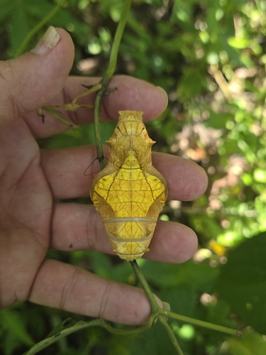 Troides oblongomaculatus