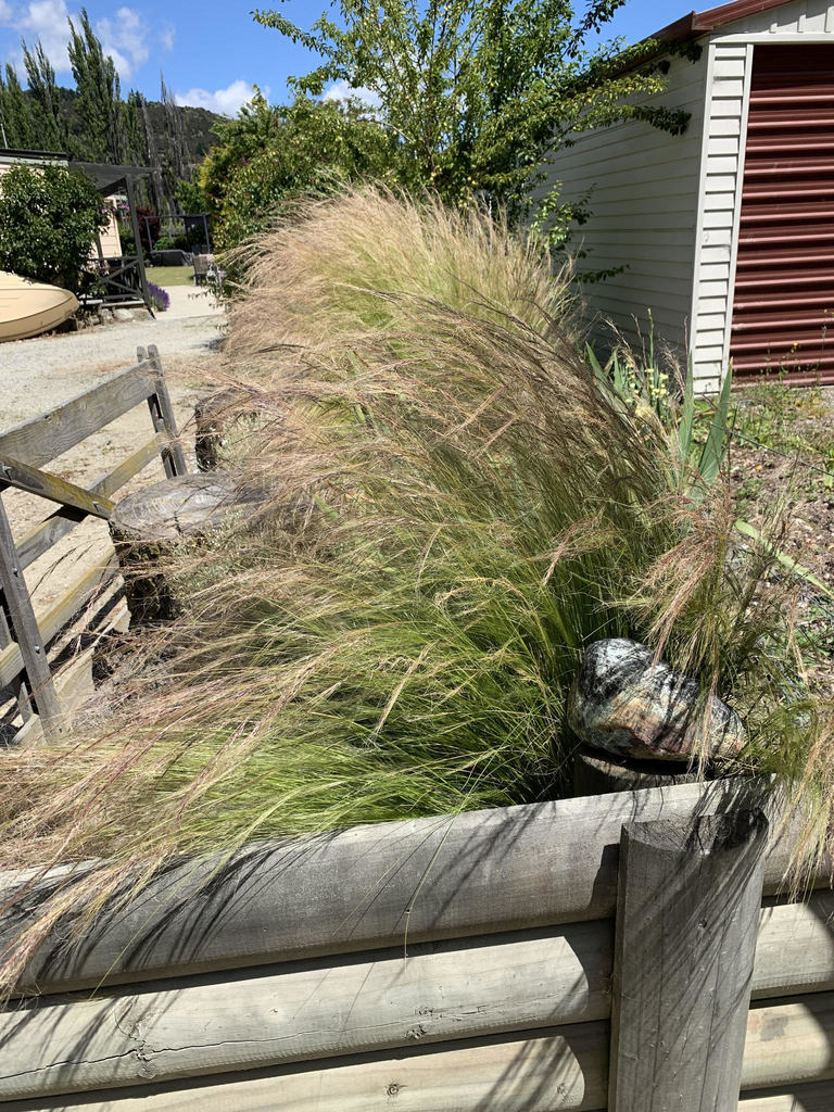 Mexican feathergrass from Albert Town 9382, New Zealand on January 7