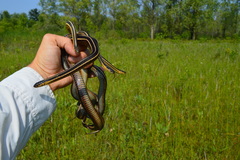Thamnophis butleri