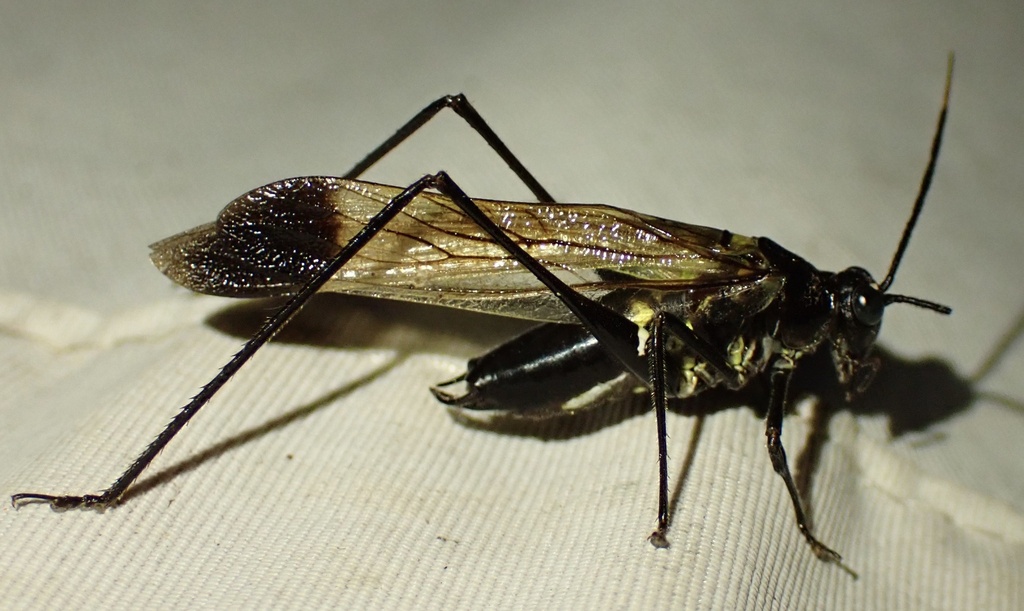Aganacris sphex