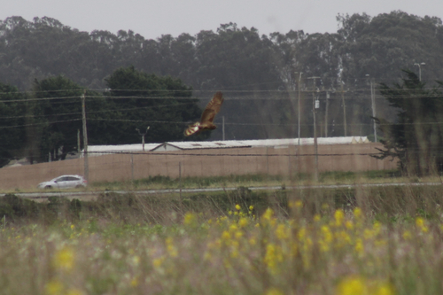Northern Harrier observed by deadcats