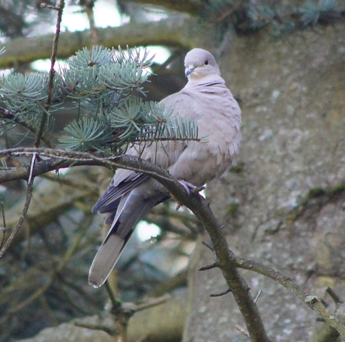 Eurasian Collared-Dove observed by rnaxiie