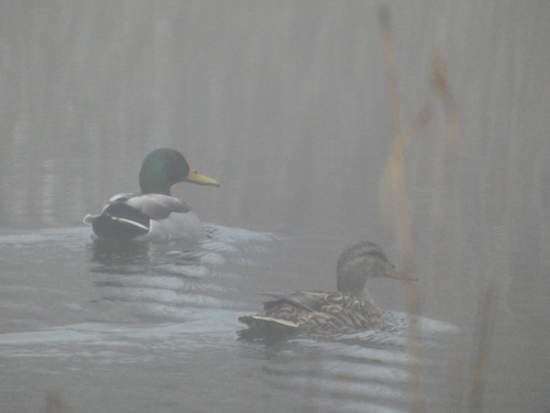 Kachna Divoká observed by dorotkapopletena