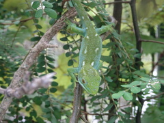 Naultinus punctatus
