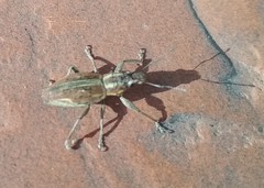 Naupactus xanthographus