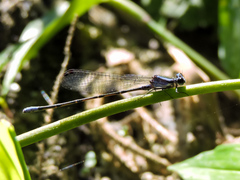 Argia pulla
