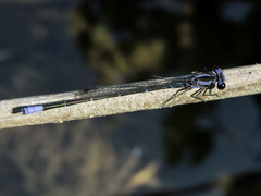 Argia pulla