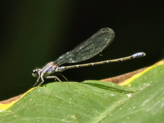 Argia pulla