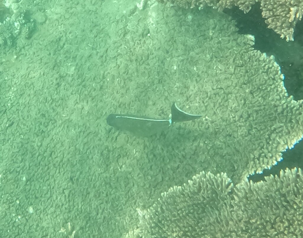 Pacific Orange-spine Unicornfish (Naso lituratus) — recorded at Simons Reef