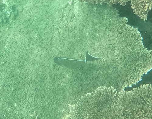 Pacific Orange-spine Unicornfish (Naso lituratus)