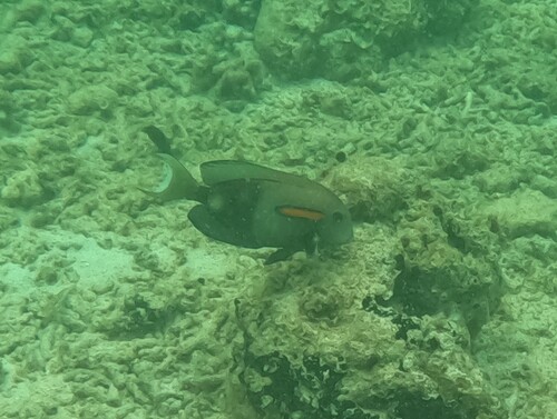 Orangeblotch Surgeonfish (Acanthurus olivaceus)