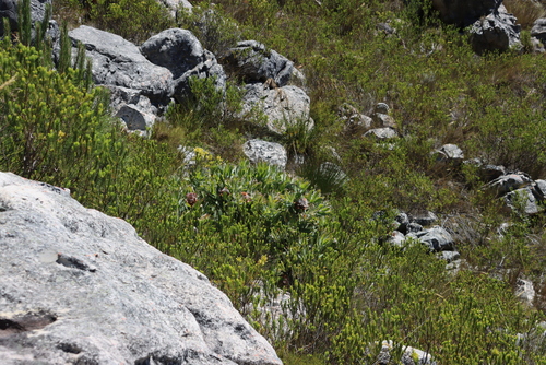 Protea magnifica, photograph 6