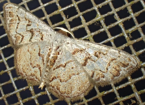 Idaea fervens
