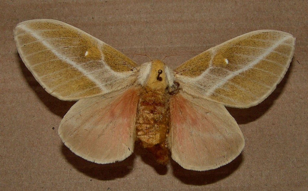 Raspa Small Silkmoth