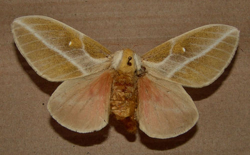 Raspa Small Silkmoth