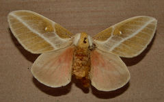 Syssphinx raspa