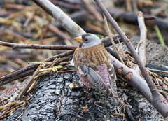 Leucosticte tephrocotis littoralis