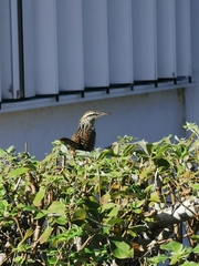 Campylorhynchus yucatanicus