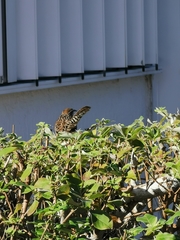 Campylorhynchus yucatanicus