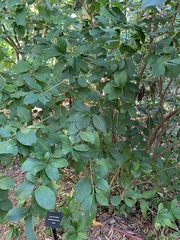 Brunfelsia americana