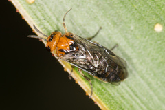 Diprionidae