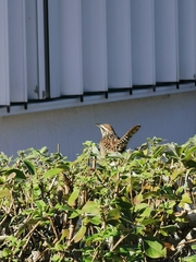 Campylorhynchus yucatanicus