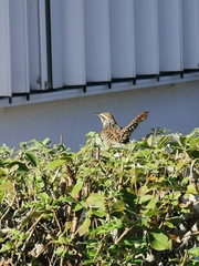 Campylorhynchus yucatanicus